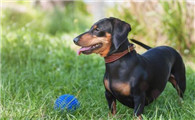 来了解一下德国腊肠犬多少钱一只 吧！
