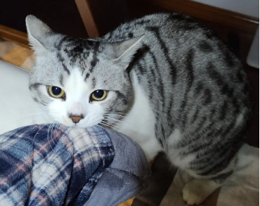 猫咪为什么会咬人的衣服 猫咪为什么会咬人的衣服