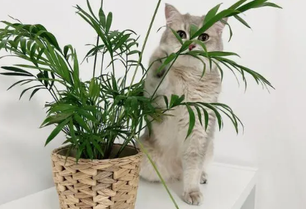 养猫可以养龟背叶吗 养猫可以养龟背叶吗