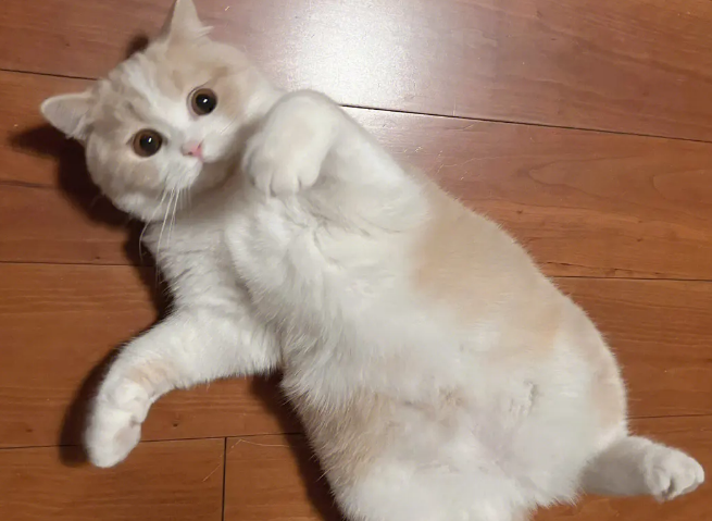 猫咪的肚子突然痒怎么回事