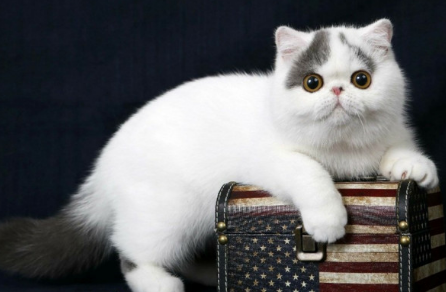 十大最听话的猫排名 十大最听话的猫排名
