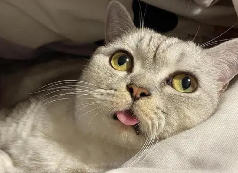 怀孕猫咪突然大叫为什么呢 怀孕猫咪突然大叫为什么呢