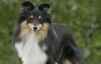 喜乐蒂牧羊犬皮肤病治疗方法，今天来教你！