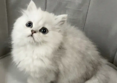 养猫须知,金吉拉可以剃毛吗? 养猫须知,金吉拉可以剃毛吗?