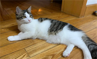 狸花猫对主人好的表现多久才认主?新手主人可以了解一下
