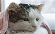 猫咪恨主人的十种表现