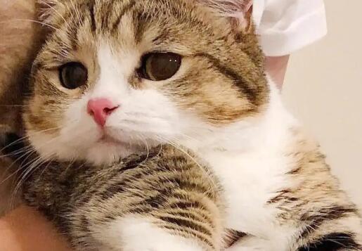 为啥猫咪在腋下踩奶