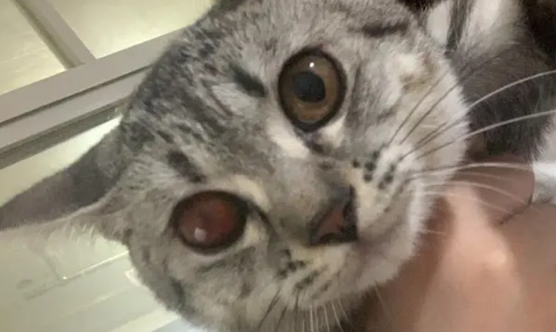 猫咪眼睛什么时候会变黑变大 猫咪眼睛什么时候会变黑变大