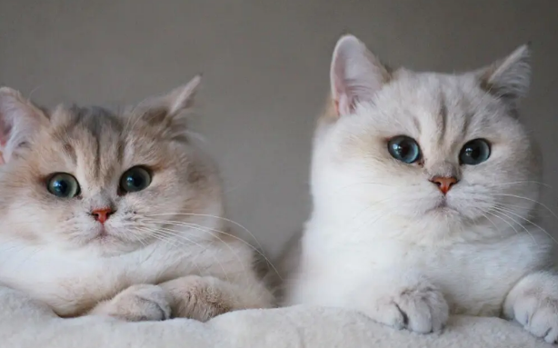 好端端的猫怎么会突然猫瘟 好端端的猫怎么会突然猫瘟