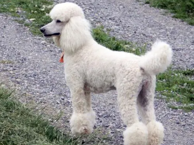 巨贵犬有攻击性吗
