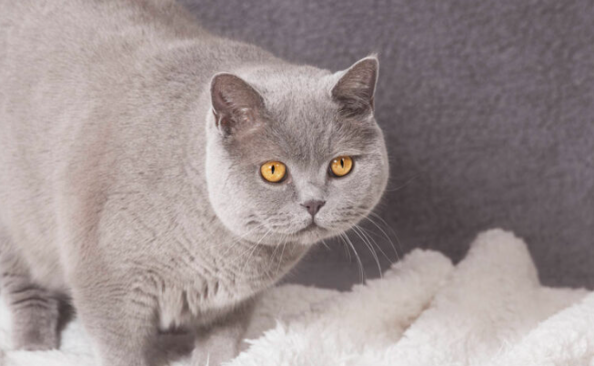 母猫闹猫难受吗 母猫闹猫难受吗