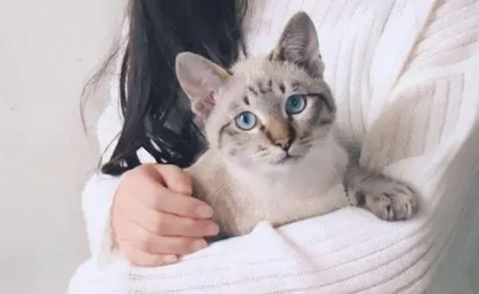 为什么抱猫猫咪会开心起来