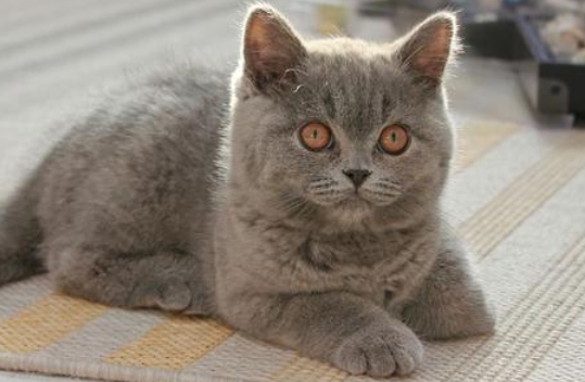 宠物猫身上有疾病吗