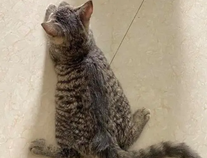 猫咪为什么老是后腿无力发软
