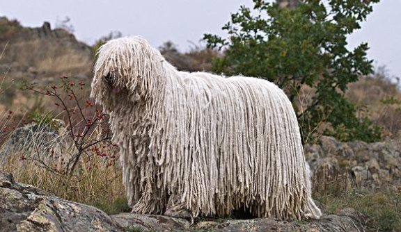 可蒙犬怎么梳毛?不知道的朋友来看看~ 可蒙犬怎么梳毛?不知道的朋友来看看~