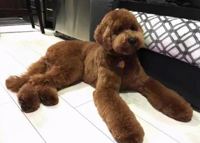 贵宾犬品种有哪些？一起来了解一下~