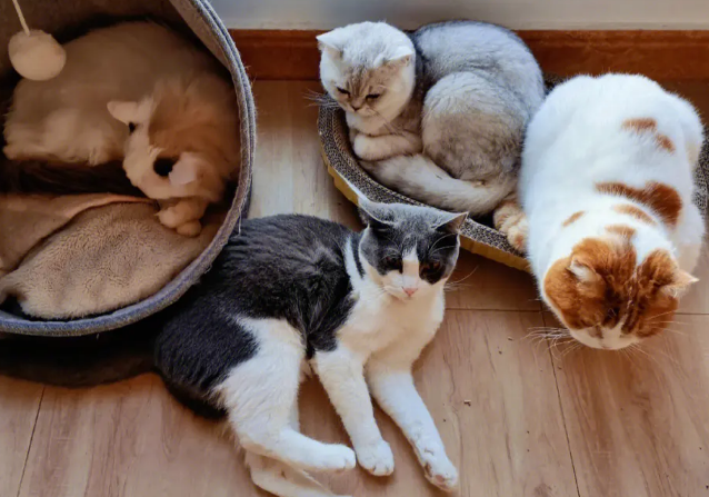 猫咪喜欢寄养吗为什么呢