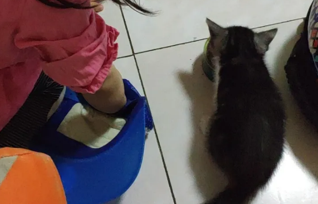 2个月小土猫的样子