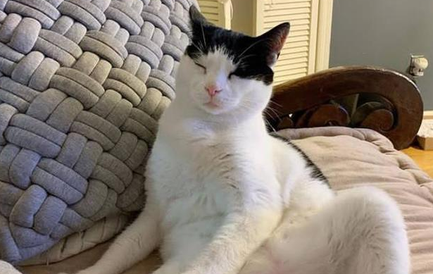 如何驯服奶牛猫