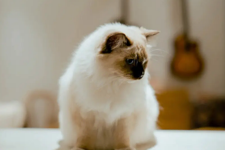 猫咪为什么总跑回来睡觉的原因 猫咪为什么总跑回来睡觉的原因