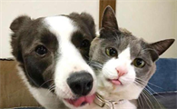 为什么会有人讨厌狗狗和猫猫呢