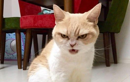 猫咪真的会生气吗