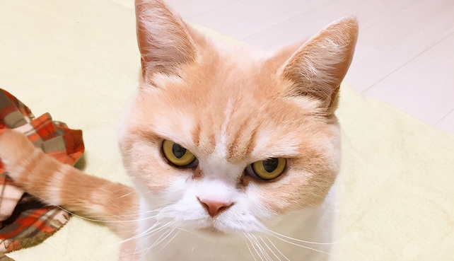 猫咪为什么反感主人