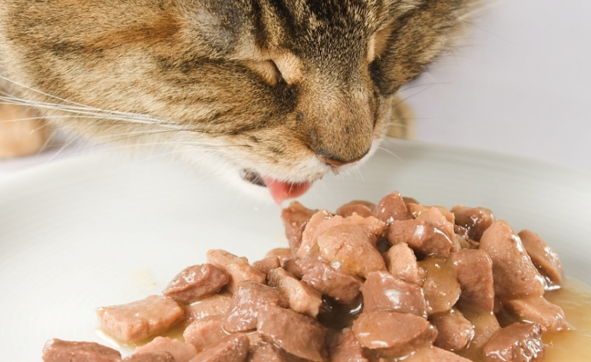 猫为什么不吃煮熟的猪肉