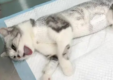 为什么要给猫咪绝育 为什么要给猫咪绝育