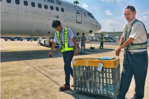 哪个航空可以办理宠物托运