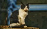 流浪猫晚上一般在什么地方睡觉？原来在这些地方！
