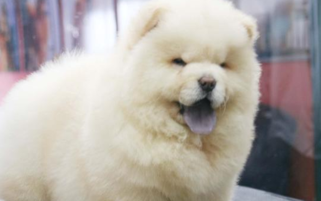 松狮犬得了犬瘟怎么治,你们清楚吗? 松狮犬得了犬瘟怎么治,你们清楚吗?