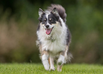 冰岛牧羊犬消化不良怎么办？想养的人来看看吧