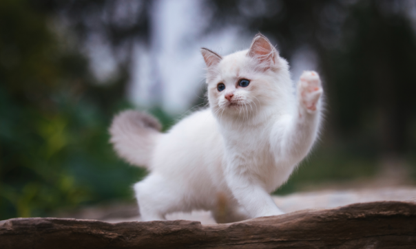猫咪为什么还舔手指头 猫咪为什么还舔手指头