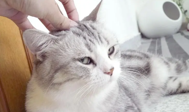 猫咪身上痒痒为什么不抓痒