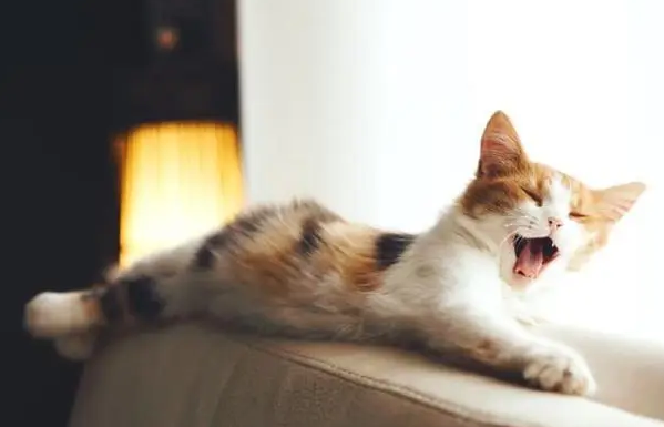 猫咪咳嗽怎么办像呛着一样