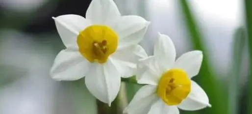 养猫家庭不能养的植物