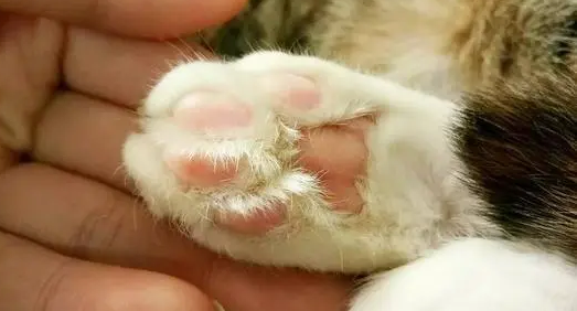 猫咪为什么会长脚癣呢