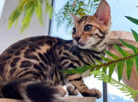豹猫几个月眼变绿？原来是这样？