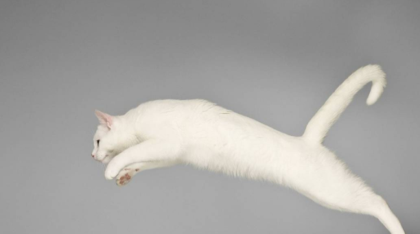 如果流浪猫会武功，狸花猫最厉害，橘猫大招笑死人