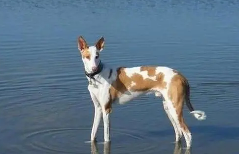 伊比赞猎犬拉稀怎么办？来这里了解下吧