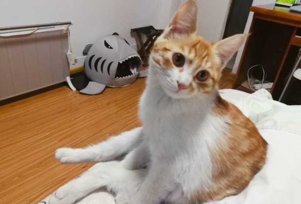 每日了解:土猫怎么训练用猫砂? 每日了解:土猫怎么训练用猫砂?