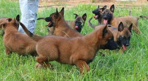 马犬幼犬吃什么毛色好?这里可以了解~-宠物网