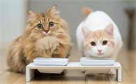 猫咪为什么要养猫窝里的猫