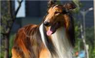 苏格兰牧羊犬抽搐发抖怎么办?别急,看这篇文章