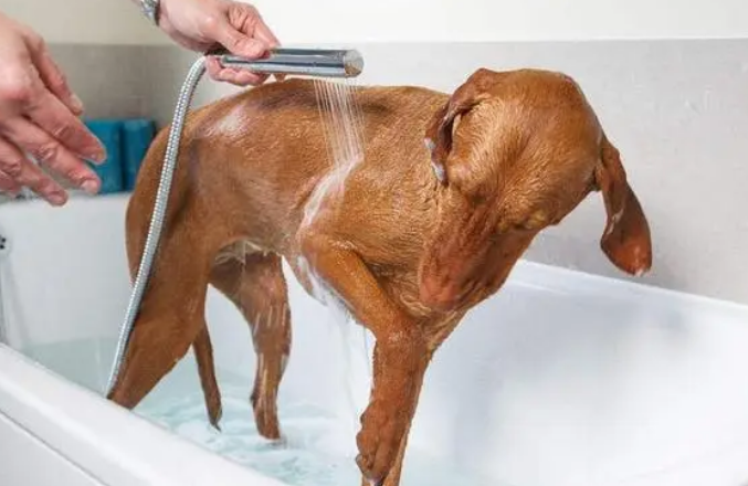 狗狗洗澡水温多少