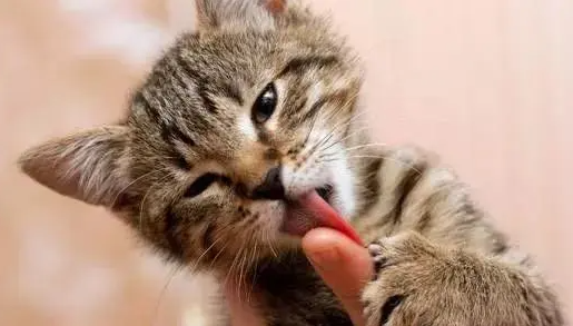 猫咪为什么会突然舔你呢
