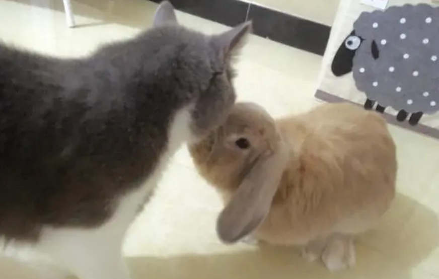 养兔子臭还是养猫臭 养兔子臭还是养猫臭