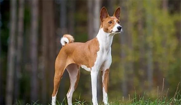 巴仙吉犬怎么修毛,正确修毛姿势get! 巴仙吉犬怎么修毛,正确修毛姿势get!