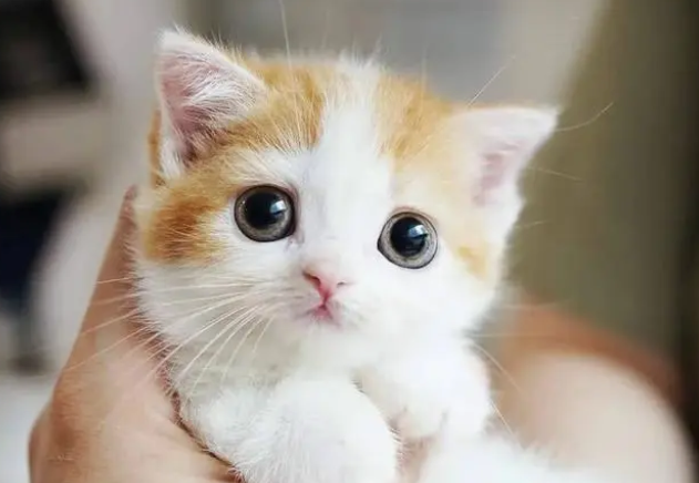 猫咪被教训之后在想什么 猫咪被教训之后在想什么